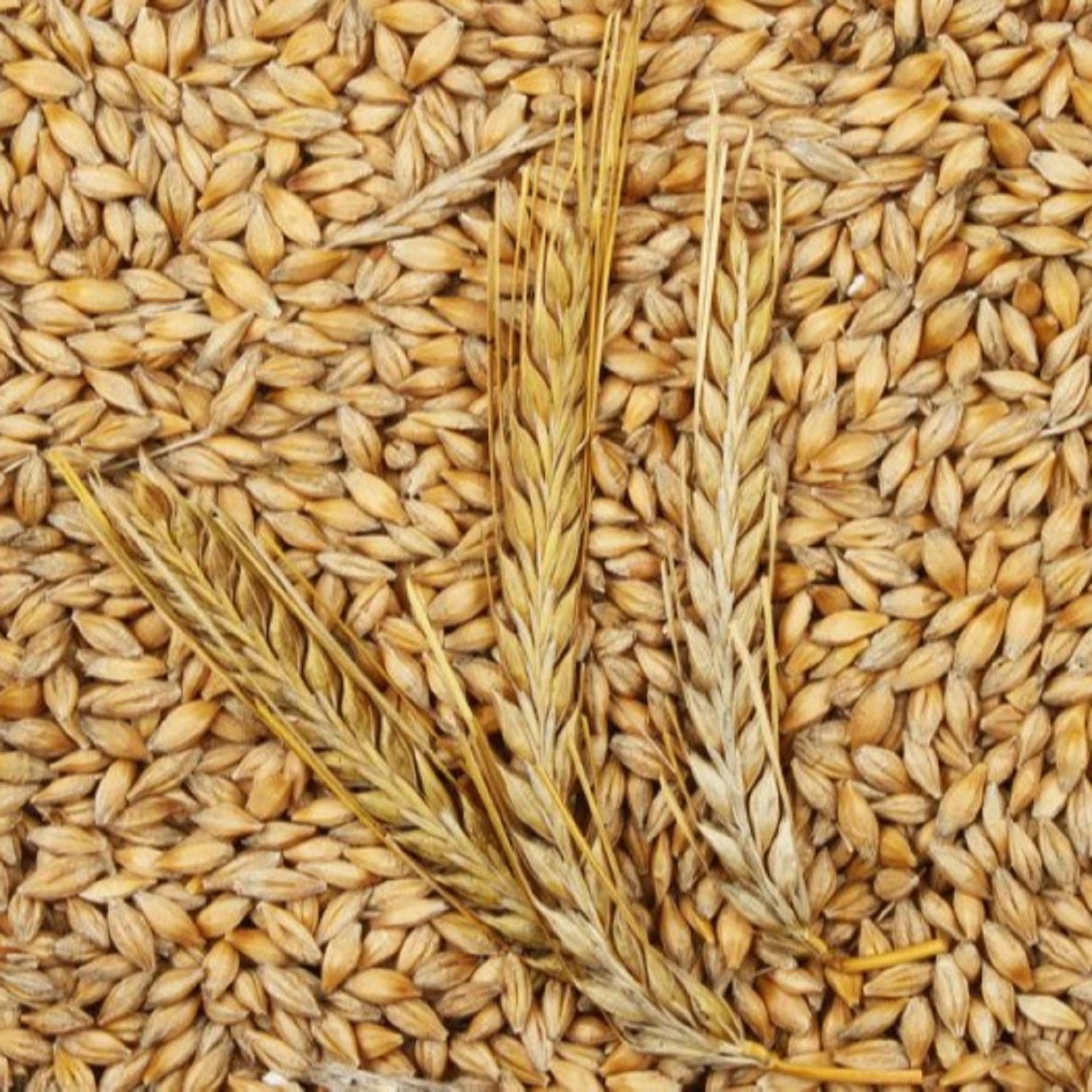 100% Malt Barley, Hulled Barley, Pearl Barley For Sal Animal Feed and Human/ Barley Malt China