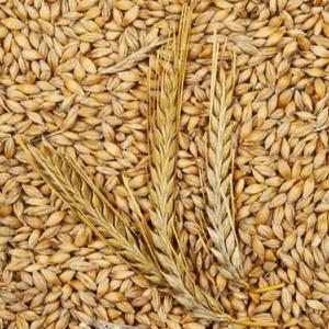 100% Malt Barley, Hulled Barley, Pearl Barley For Sal Animal Feed and Human/ Barley Malt China