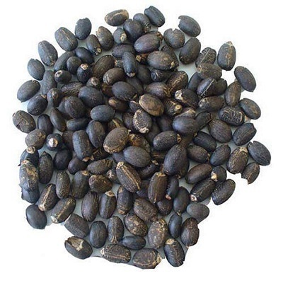 Factory Supply Jatropha Seeds /100% Dried Natural Jatropha Seeds For Sale low Price