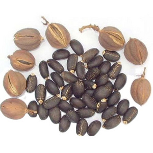 Factory Supply Jatropha Seeds /100% Dried Natural Jatropha Seeds For Sale low Price