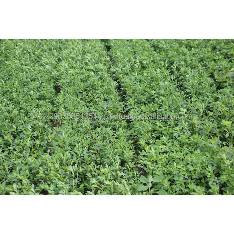 Alfalfa for animal feeding good for cows pigs sheep horses etc high quality manufacturer prices alfalfa feed for sale