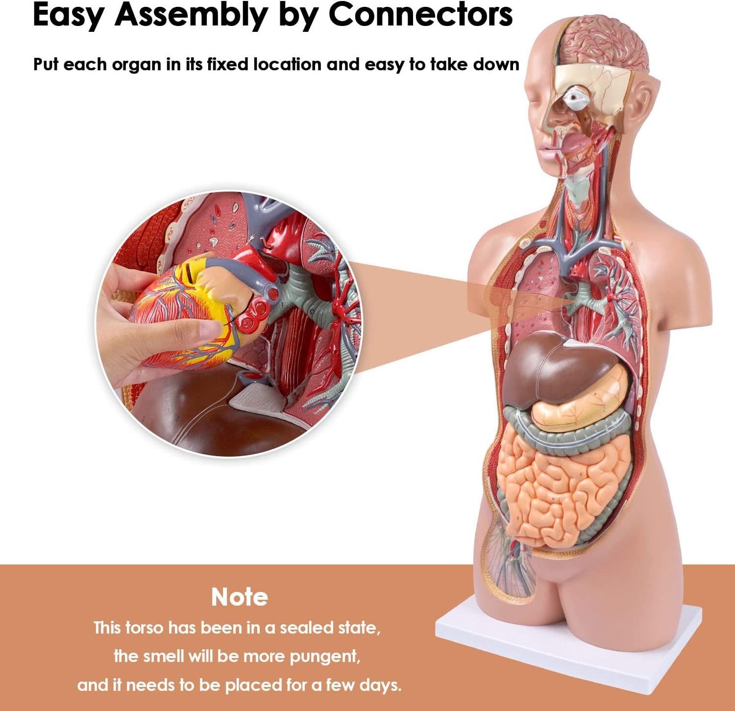 Human Body Model Anatomy Doll 17 Removable Parts Life Size Sexless Anatomical Torso Model