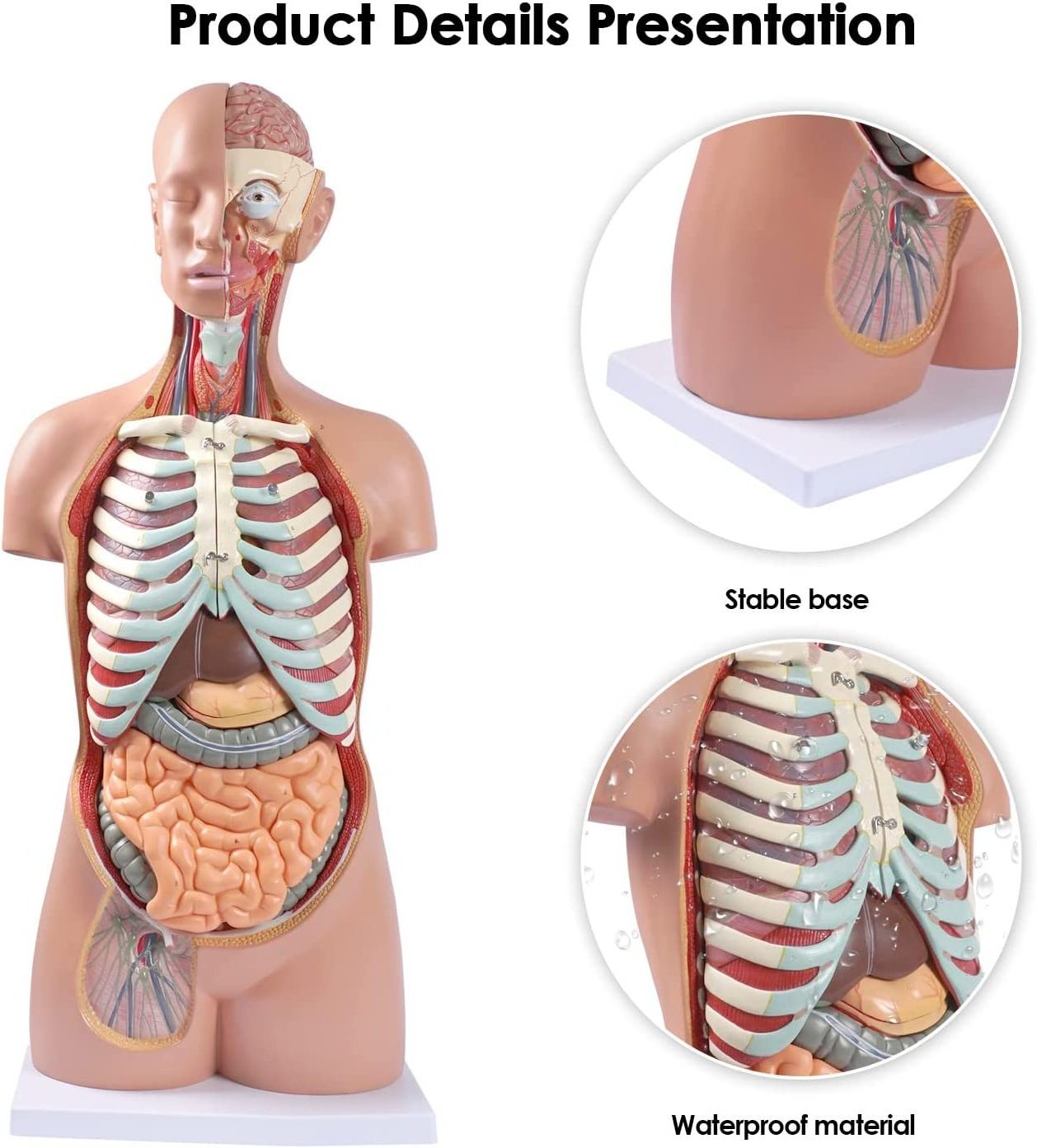 Anatomy Doll 15 Removable Parts Education Organs Model for Teaching Study Class Students