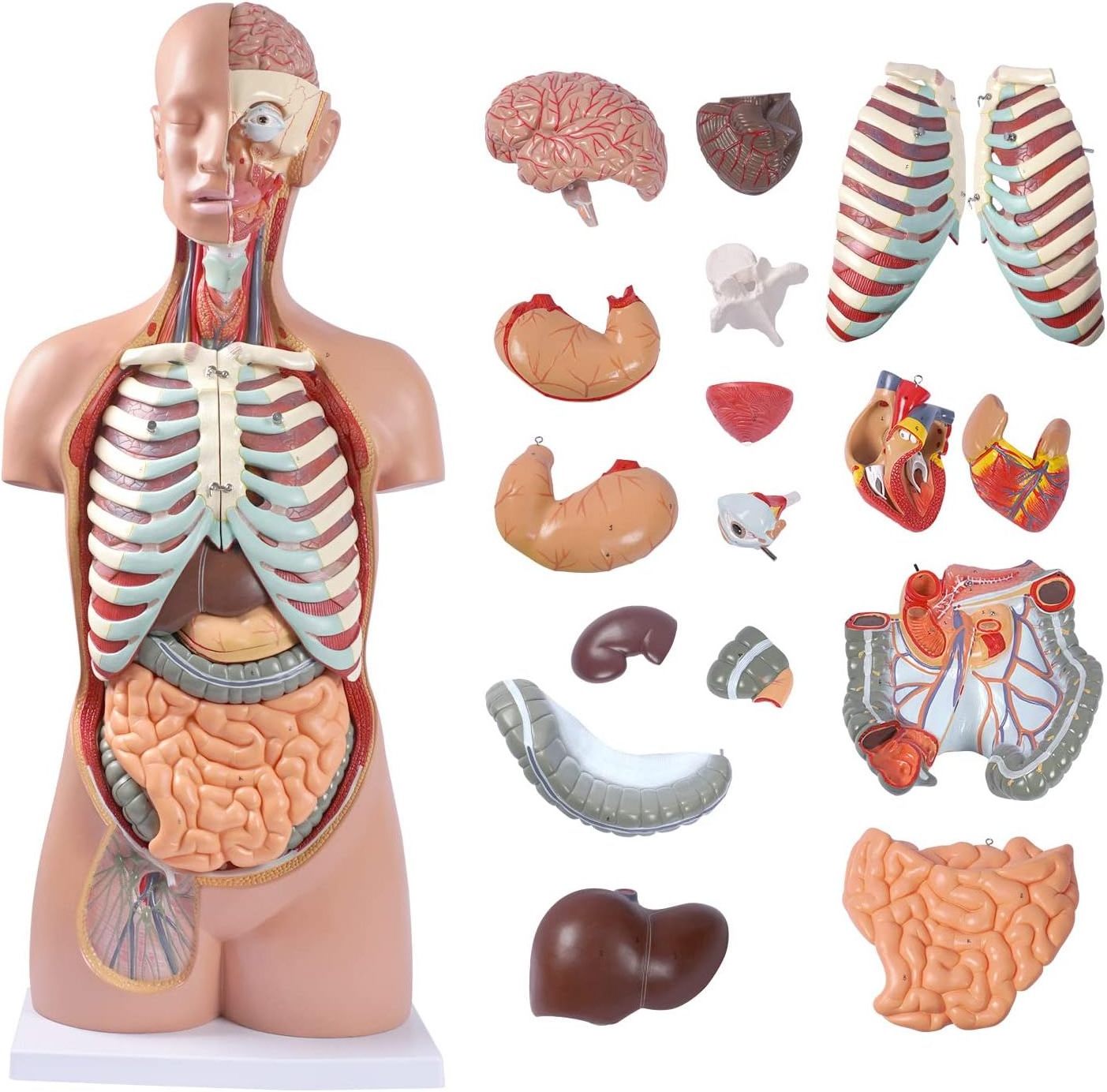 Human Body Model Anatomy Doll 17 Removable Parts Life Size Sexless Anatomical Torso Model