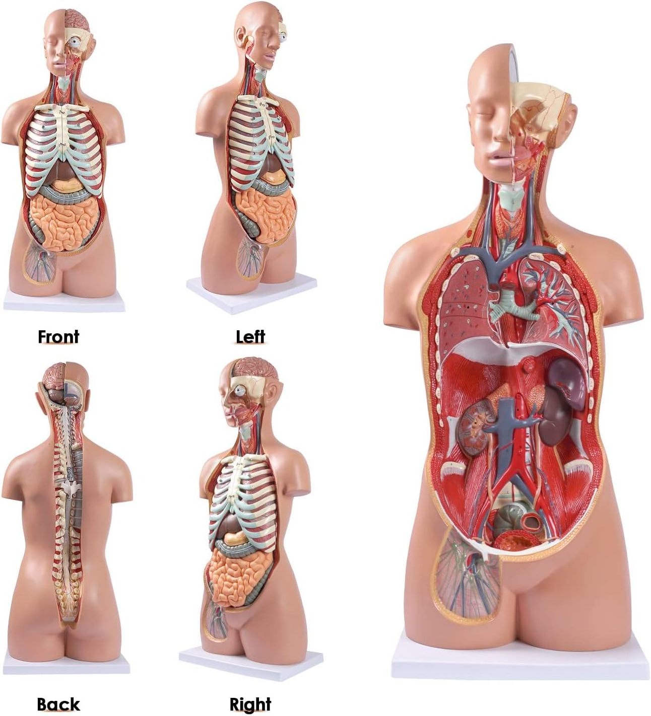 Human Body Model Anatomy Doll 17 Removable Parts Life Size Sexless Anatomical Torso Model