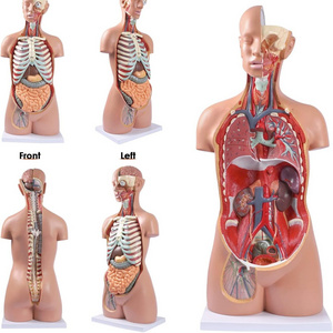 Human Body Model Anatomy Doll 17 Removable Parts Life Size Sexless Anatomical Torso Model