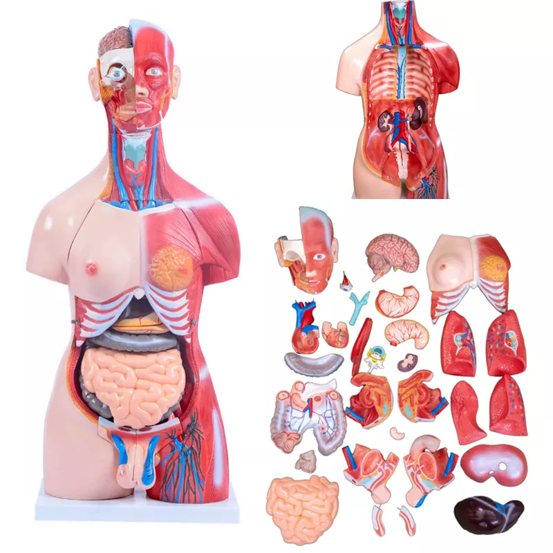 10.5inch Medical Torso Human Body Model Anatomy Doll 15 Removable Parts Education Organs Model for Teaching Study Class Students