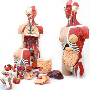 Anatomy Doll 15 Removable Parts Education Organs Model for Teaching Study Class Students