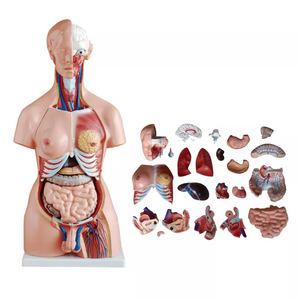 10.5inch Medical Torso Human Body Model Anatomy Doll 15 Removable Parts Education Organs Model for Teaching Study Class Students