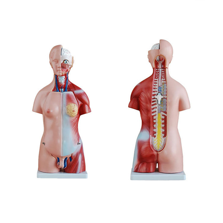 Human Body Model Torso Anatomy Doll 15 Removable Parts Skeleton Visceral Brain with Detailed Manual 10.5inch Height