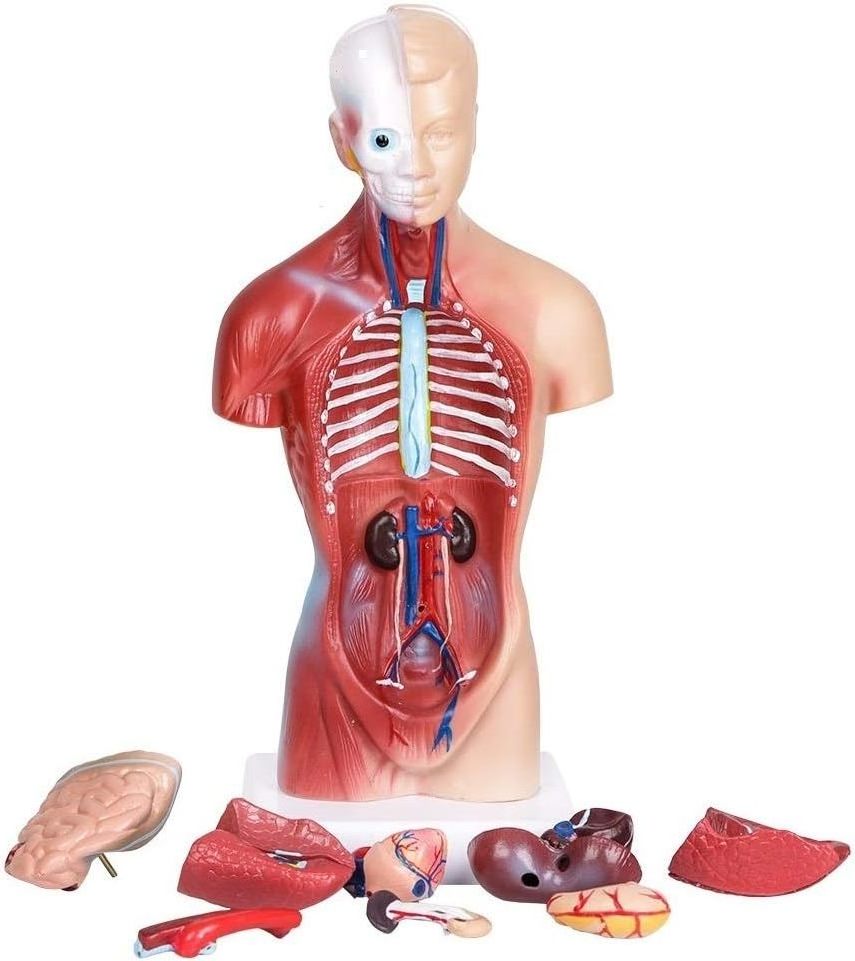 Human Body Model Torso Anatomy Doll 15 Removable Parts Skeleton Visceral Brain with Detailed Manual 10.5inch Height