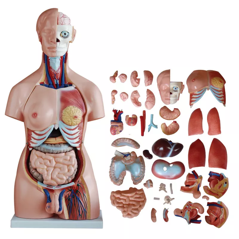 10.5inch Medical Torso Human Body Model Anatomy Doll 15 Removable Parts Education Organs Model for Teaching Study Class Students