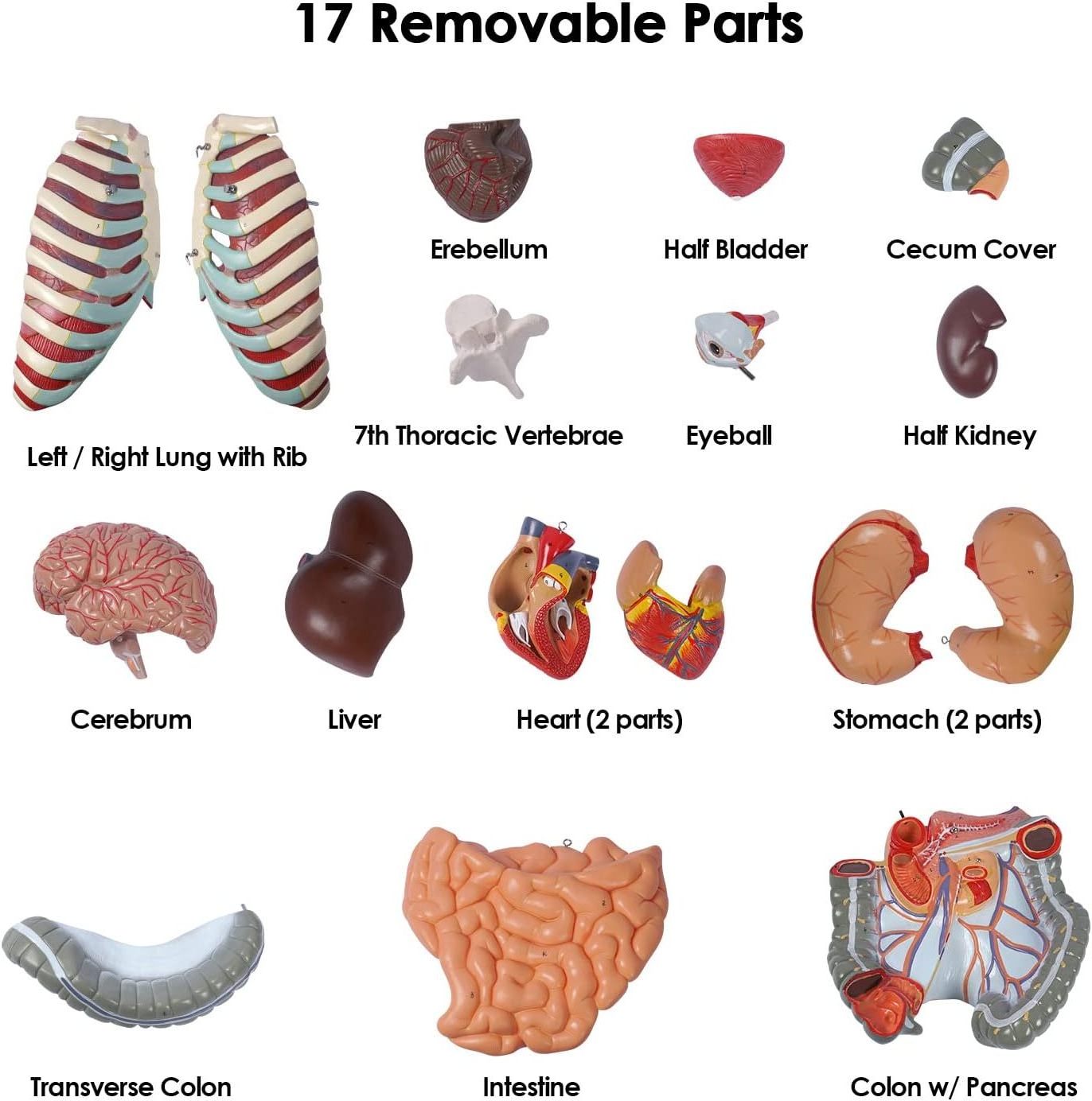 Human Body Model Anatomy Doll 17 Removable Parts Life Size Sexless Anatomical Torso Model