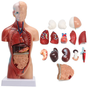 Human torso anatomical model human organs visceral muscle model Trunk anatomy model Removable