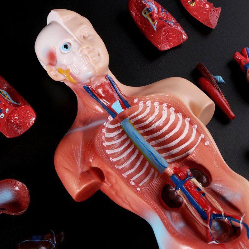 Human torso anatomical model human organs visceral muscle model Trunk anatomy model Removable