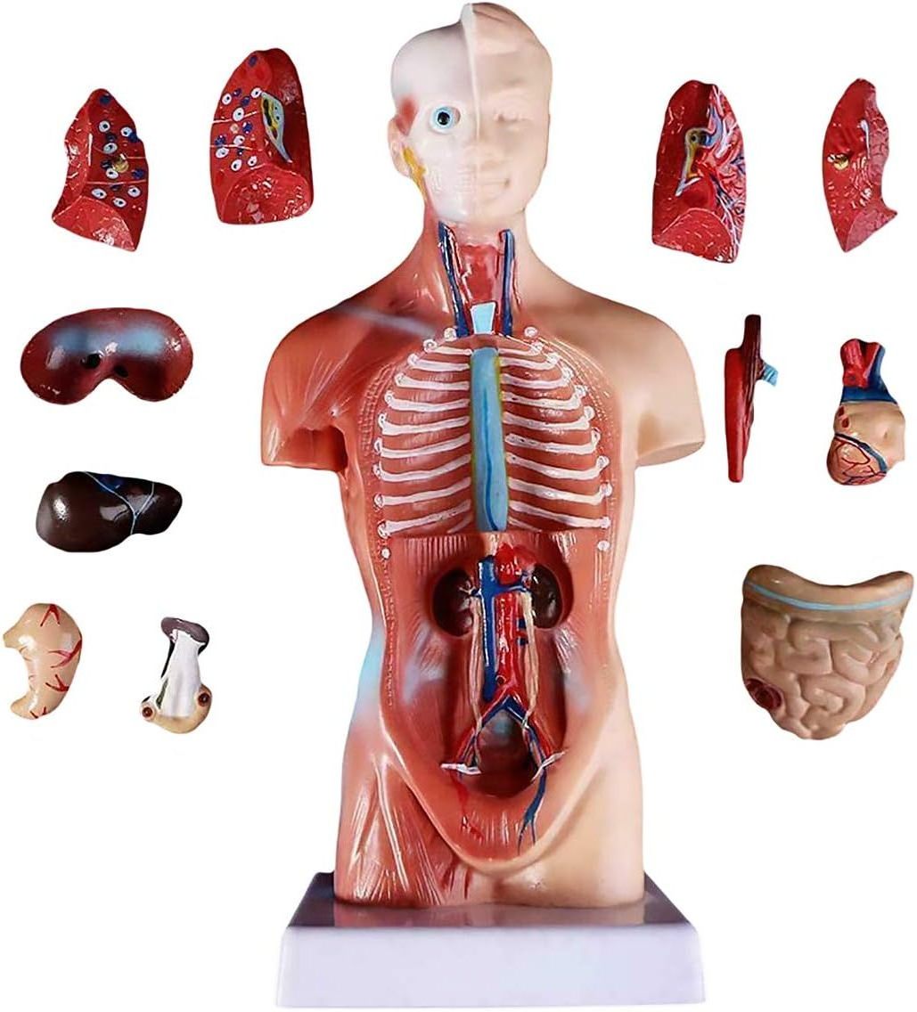 Human Body Model Torso Anatomy Doll 15 Removable Parts Skeleton Visceral Brain with Detailed Manual 10.5inch Height