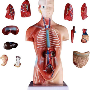 Human Body Model Torso Anatomy Doll 15 Removable Parts Skeleton Visceral Brain with Detailed Manual 10.5inch Height