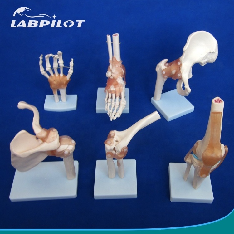 HOT Joint Series Model, Human Shoulder ,Elbow ,Hip ,Knee,Hand ,Foot Joint Bone Models