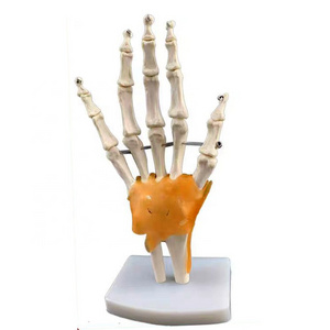 Anatomical Human Hand Joint Model, Hand Bone Model,Table-top Hand Model