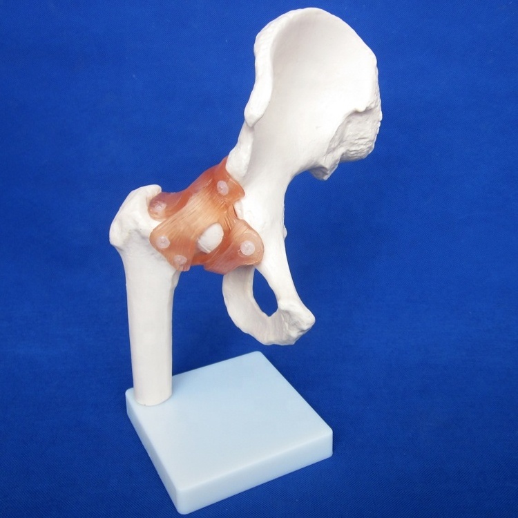 HOT Joint Series Model, Human Shoulder ,Elbow ,Hip ,Knee,Hand ,Foot Joint Bone Models