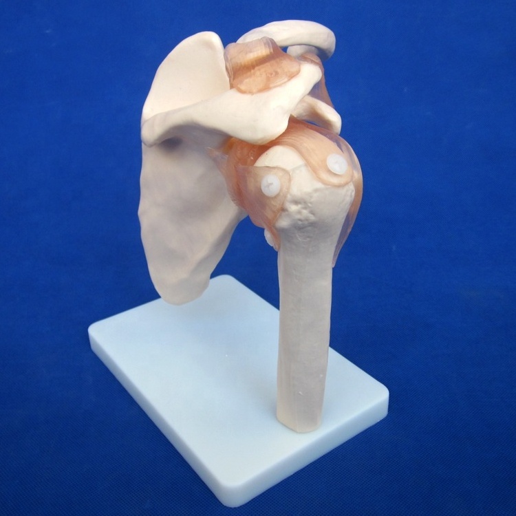 HOT Joint Series Model, Human Shoulder ,Elbow ,Hip ,Knee,Hand ,Foot Joint Bone Models