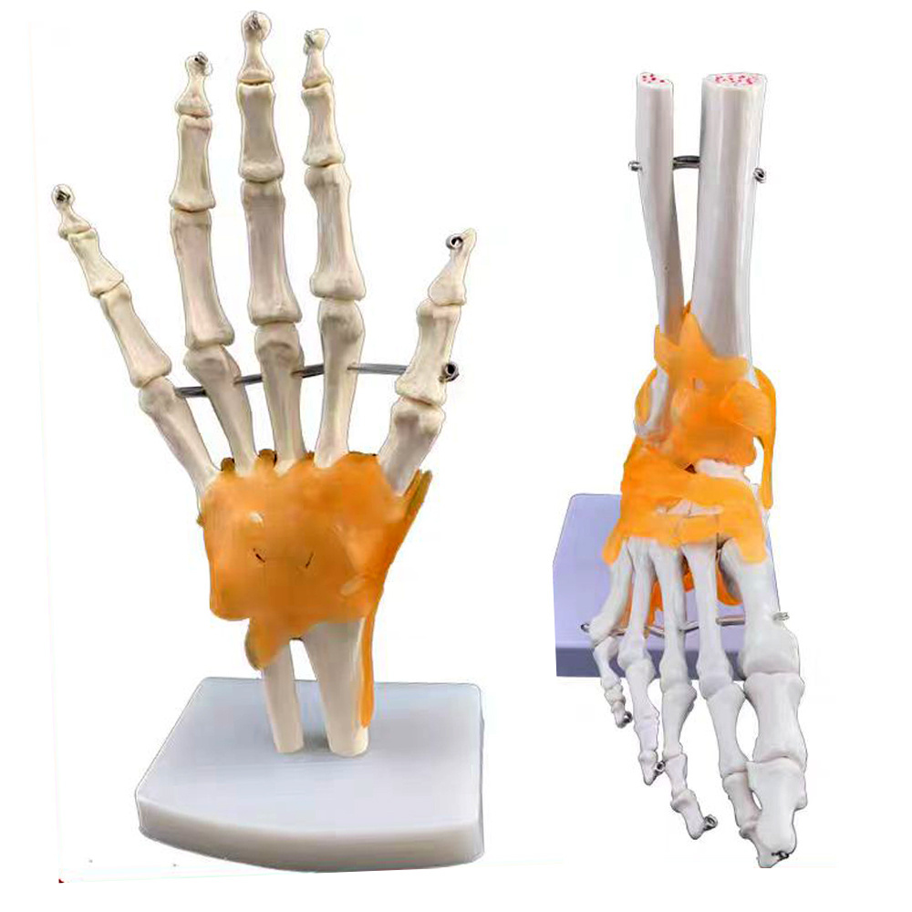 Anatomical Human Hand Joint Model, Hand Bone Model,Table-top Hand Model