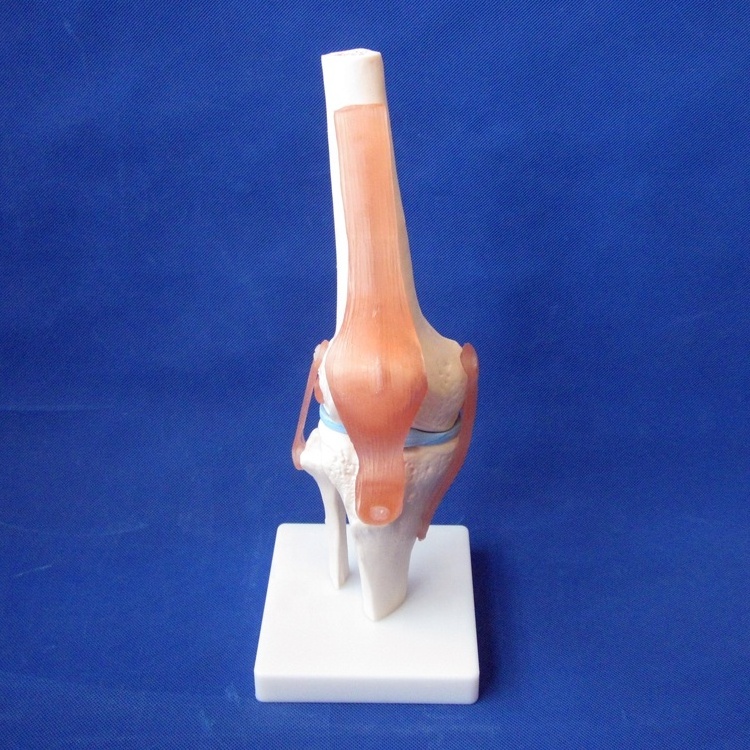 HOT Joint Series Model, Human Shoulder ,Elbow ,Hip ,Knee,Hand ,Foot Joint Bone Models