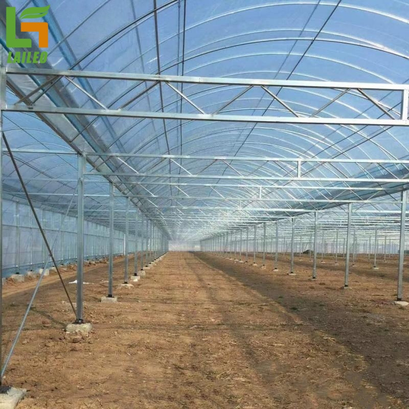 Commercial Used Multi span Agricultural Greenhouses Steel Structure Single Layer Greenhouse for Sale