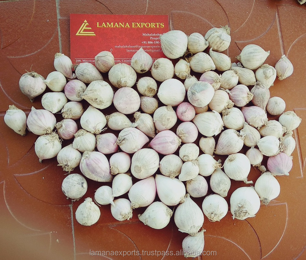 Solo Garlic- Single Clove Garlic for Export Vietnam Malaysia Singapore