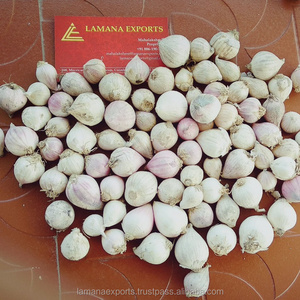 Solo Garlic- Single Clove Garlic for Export Vietnam Malaysia Singapore