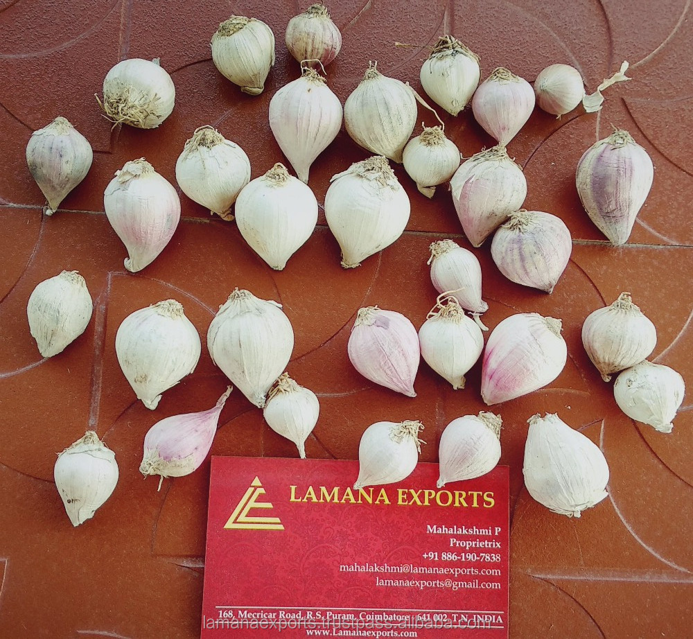 Single Garlic for Export Vietnam Malaysia Singapore