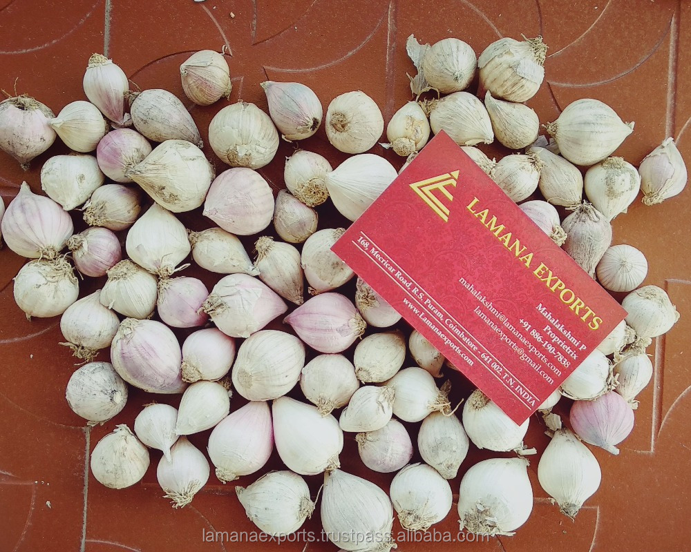 Single Garlic for Export Vietnam Malaysia Singapore