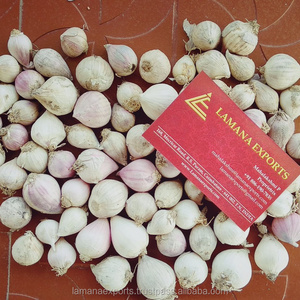 Single Garlic for Export Vietnam Malaysia Singapore