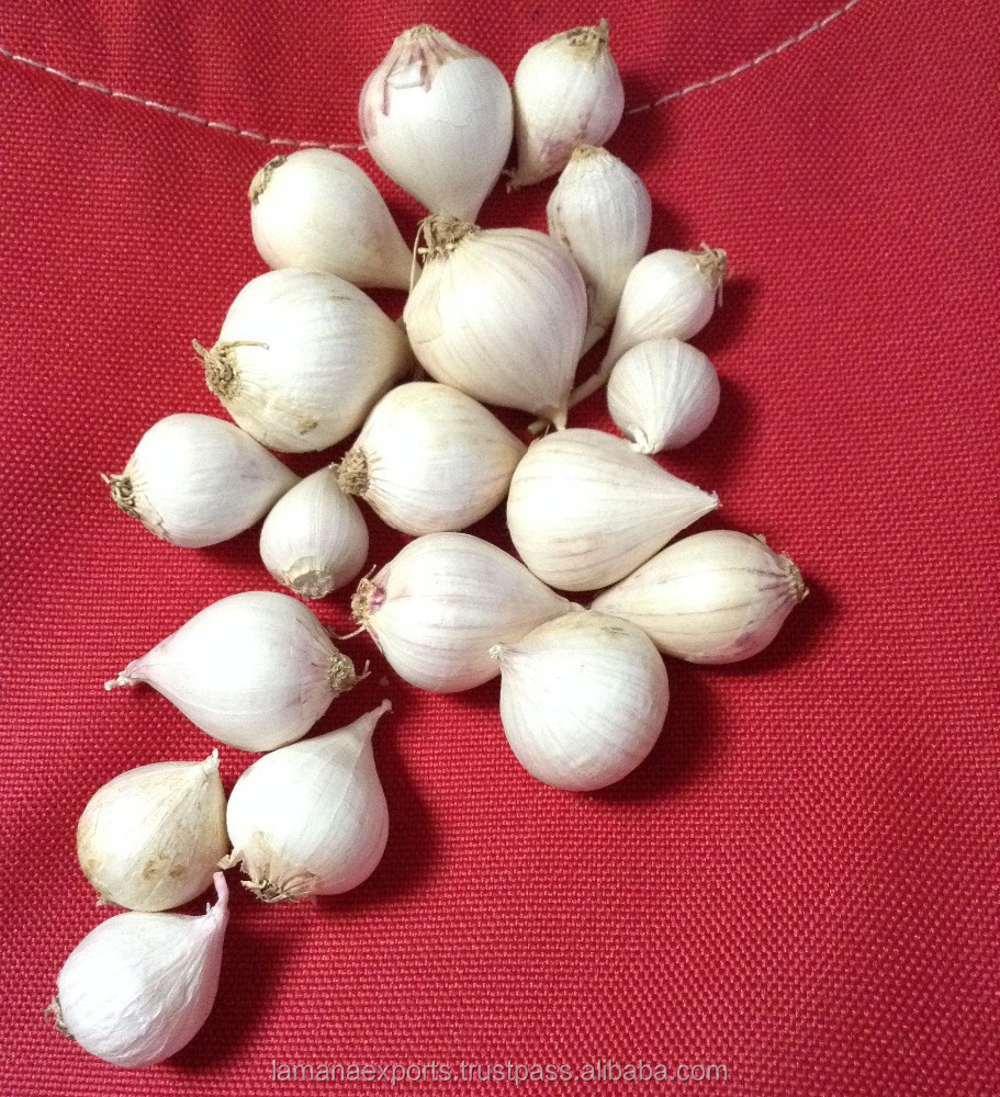 Single Garlic for Export Vietnam Malaysia Singapore