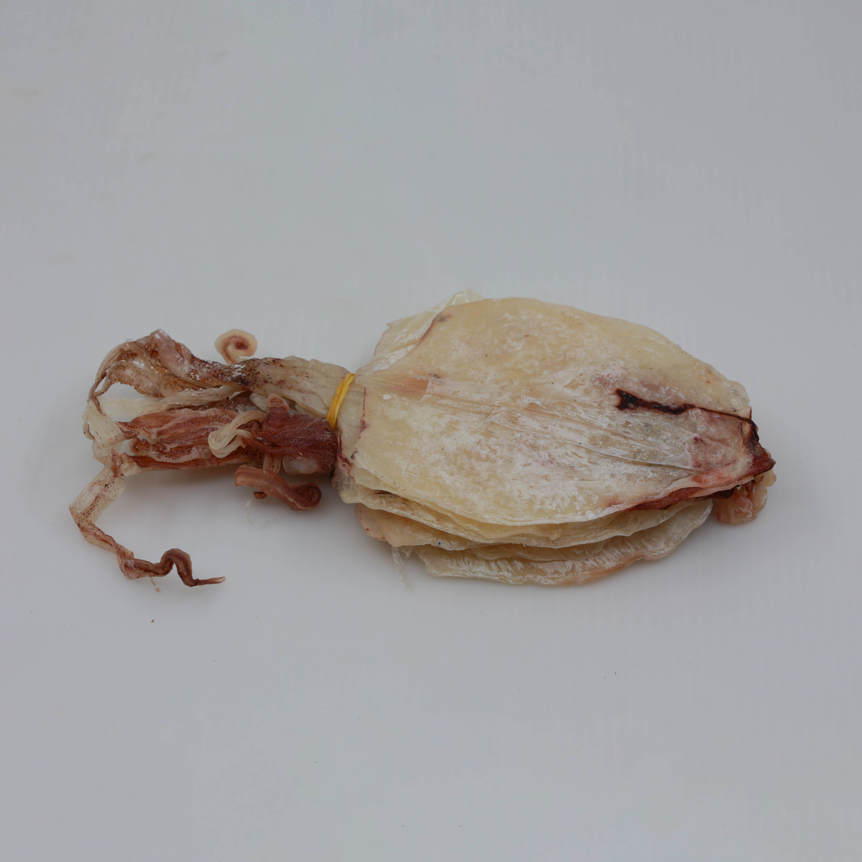 Top Sale Handwork Snack Food Dry Seafood 100% Fresh Hook Squid Natural Sweet Taste Dried Squid from Vietnam