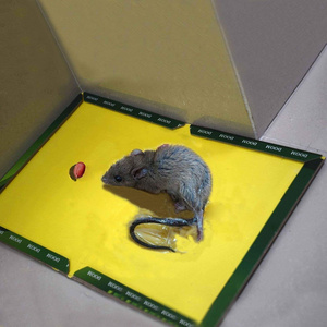 glue for mice trapping humane rat traps foldable mouse glue mousetrap pest control indoor household mousetrap