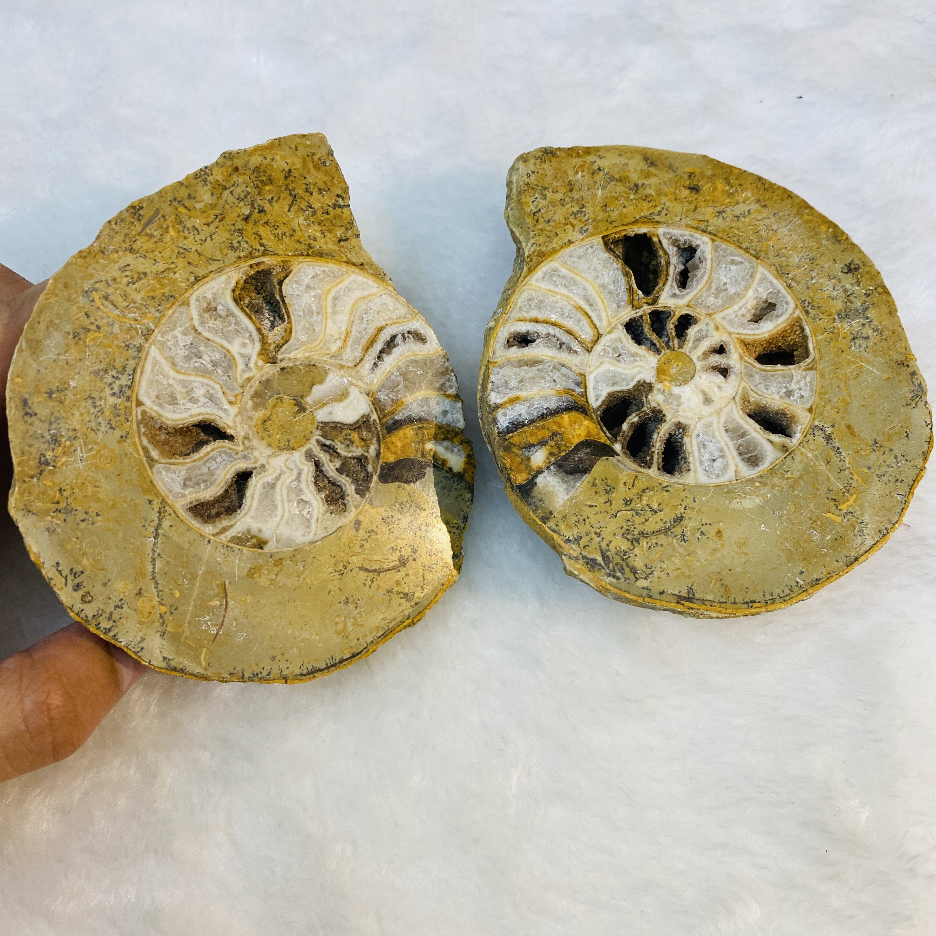 Natural Rare Ammonite Fossil Conch Crystal Quartz Fossil Conch Home Decoration From Madagascar Crystal Gifts