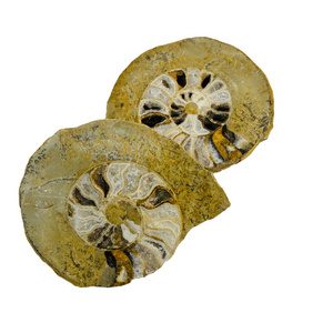 Natural Rare Ammonite Fossil Conch Crystal Quartz Fossil Conch Home Decoration From Madagascar Crystal Gifts