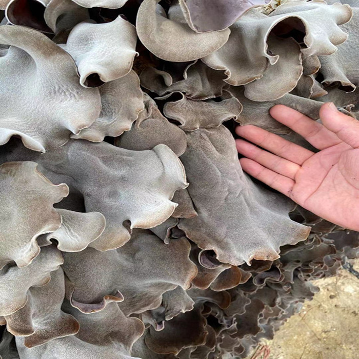 Bulk Wholesale High Quality Dried Oyster Mushroom Organic Dried Oyster Mushroom Shiitake Mushroom at Cheap price