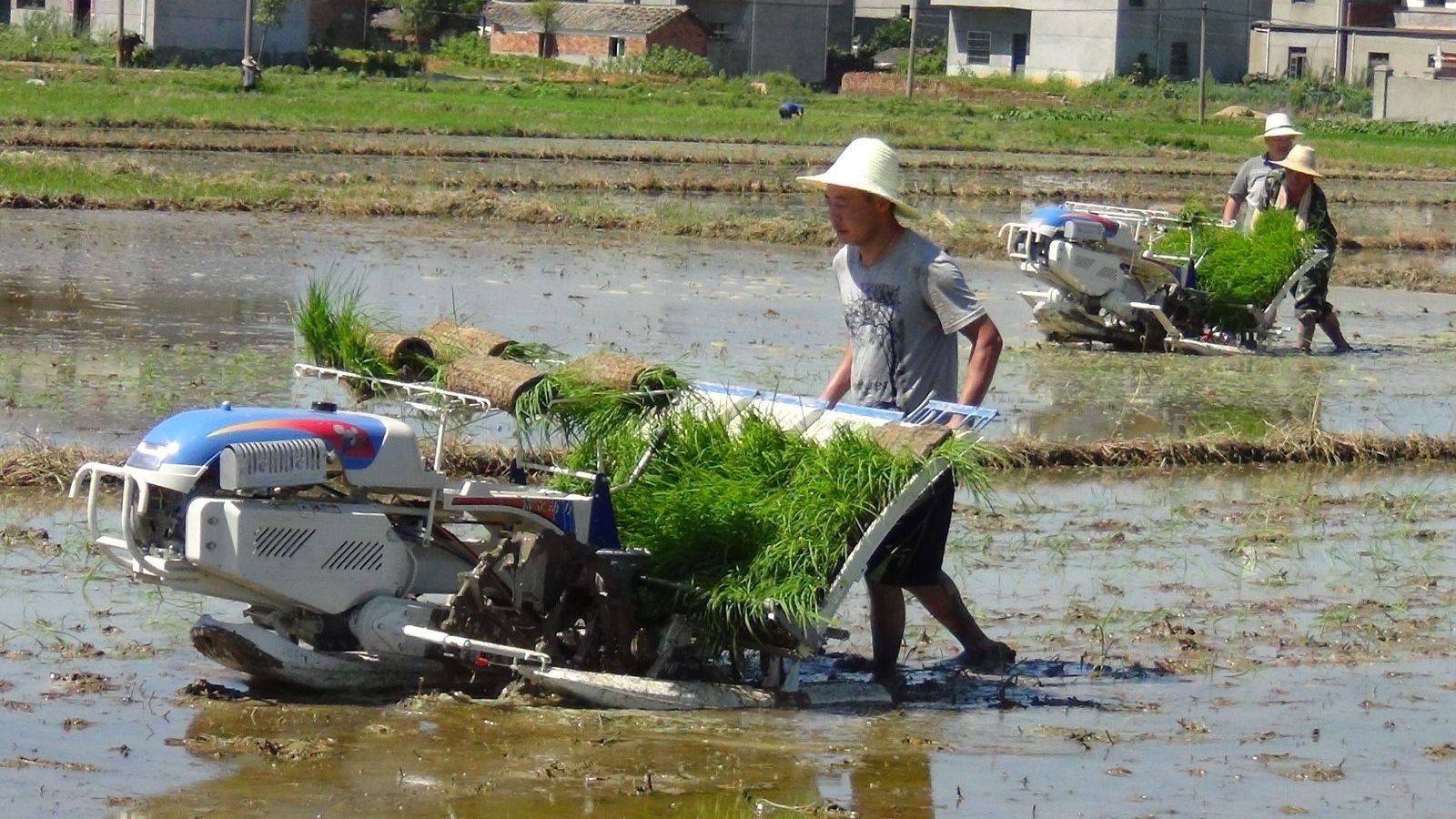 8 Row Paddy Transplanter Driving Type Rice Transplanter rice seeds planter/paddy seed planting machine