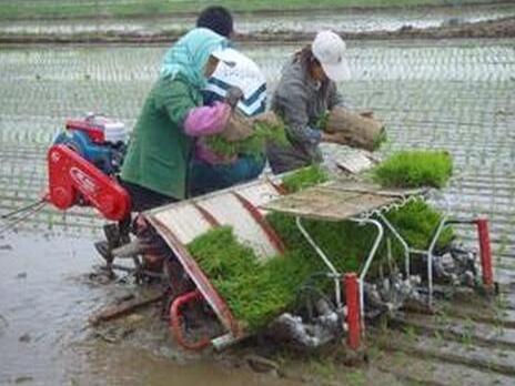 8 Row Paddy Transplanter Driving Type Rice Transplanter rice seeds planter/paddy seed planting machine