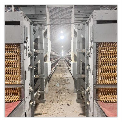 PP Poultry Farm Manure Conveyor Belt Removal System chicken cage with conveyor belt poultry farm equipment