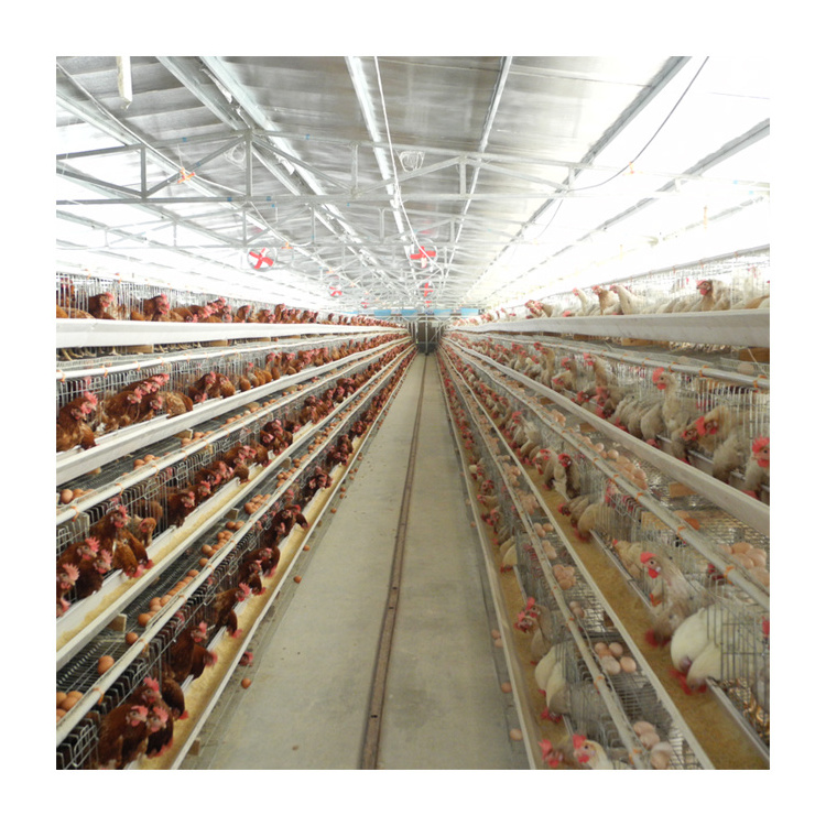 The conveyor belt meat chicken cage price for automatic equipment