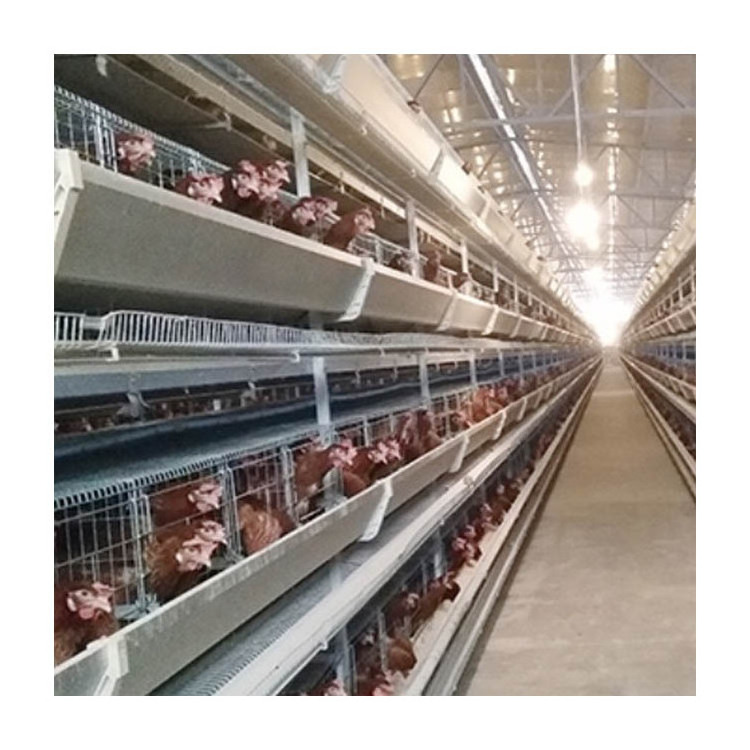 The conveyor belt meat chicken cage price for automatic equipment