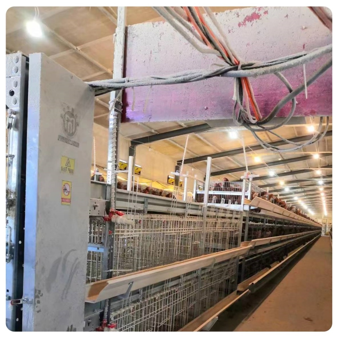 Commercial Poultry H Type Manual Meat Broiler Rearing Chicken Cage For 1000 10000 Birds With Conveyor Belt Factory Direct