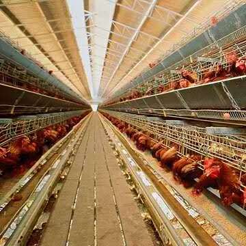 Egg production chicken farm full automatic layer poultry cages with feeding line system