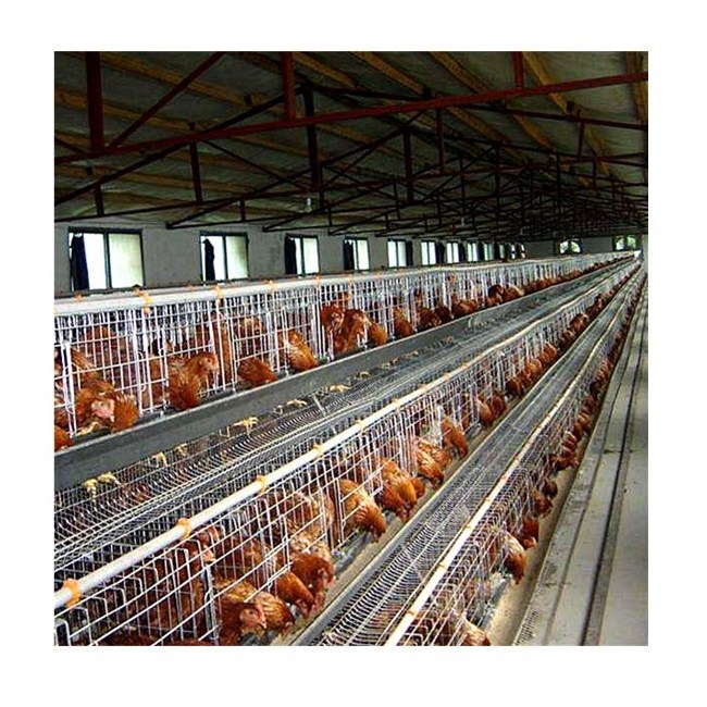 A Type 3 Layers Steel Structure Large Scale Broiler Breeding Chicken Battery Cage For Poultry Shed