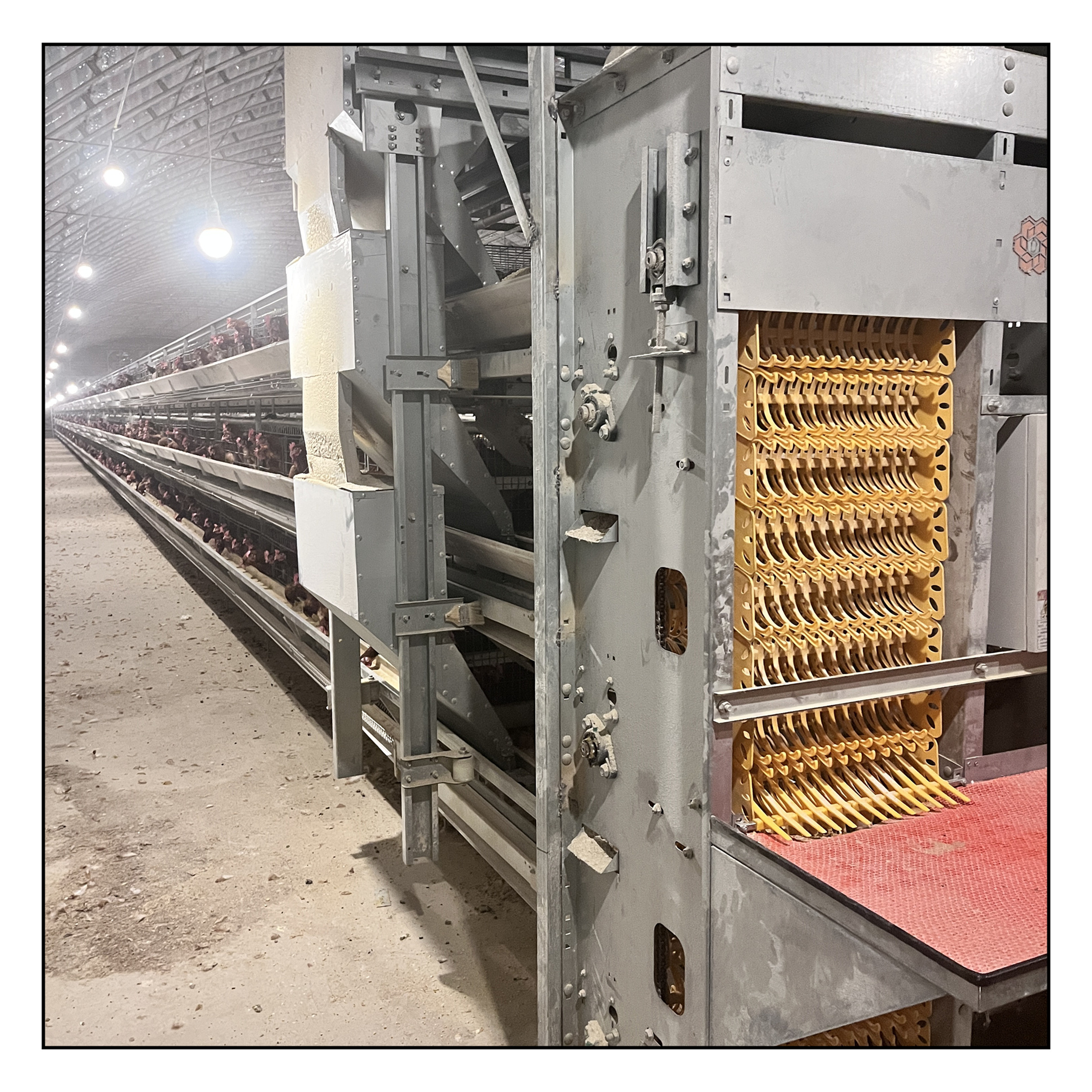 PP Poultry Farm Manure Conveyor Belt Removal System chicken cage with conveyor belt poultry farm equipment