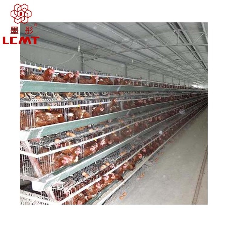 Poultry farming equipment suitable for chicken layer cage of small farms