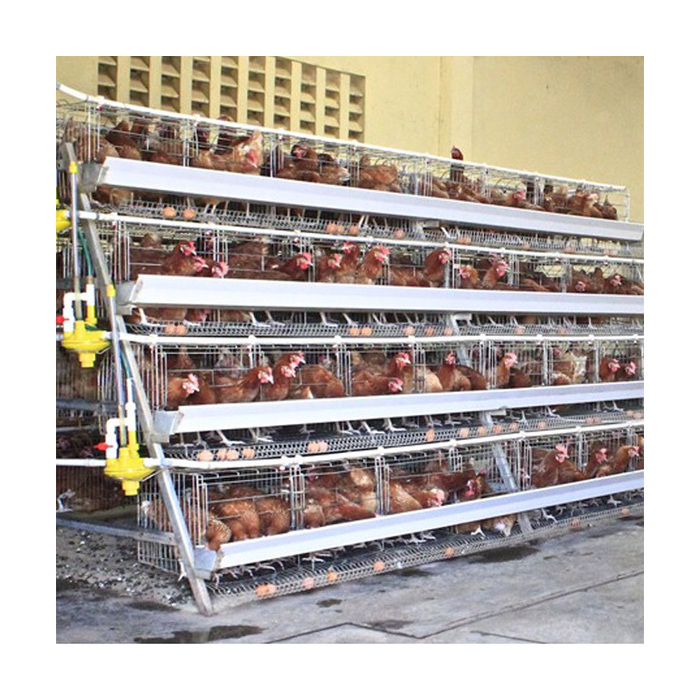 4 layer cages 128 chicken cage poultry farms  layer cages  poultry  equipment farm